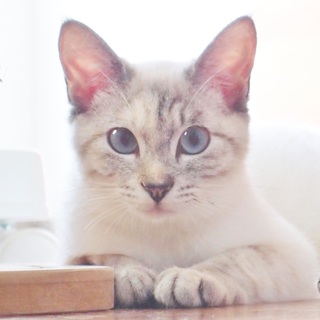 かわいいだけじゃない、勇敢で優しい女の子