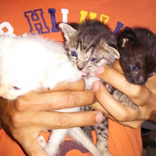 子猫３匹を保護しました