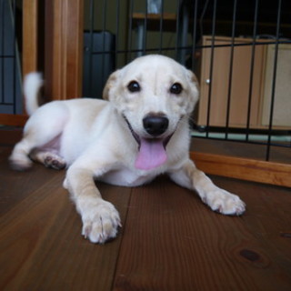 「イッチ」♂　やんちゃっ子♪