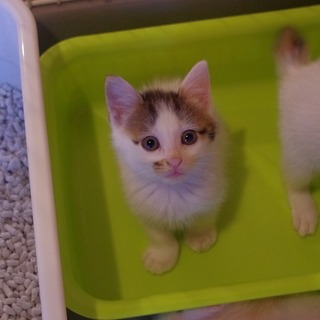 コロンってして可愛い白キジちゃんです♪