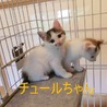 コロンってして可愛い白キジちゃんです♪ サムネイル3