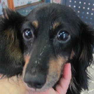 ダックス　女の子5才です