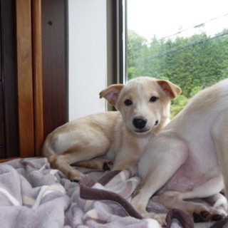 「サンタ」♂　恥ずかしがりやさん♪