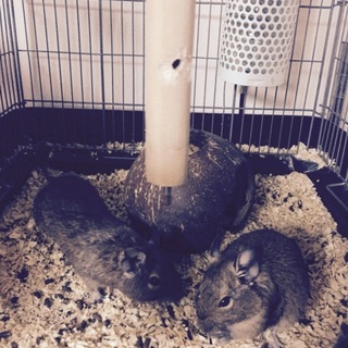 デグーオス3匹ゲージ付き