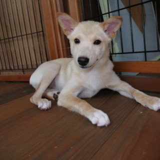 「ニーナ」♀　ペロペロする子♪