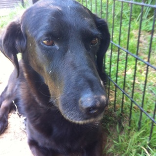 アイリッシュ×シェパード