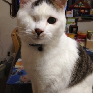 あんこ♡人間好きな甘えん坊