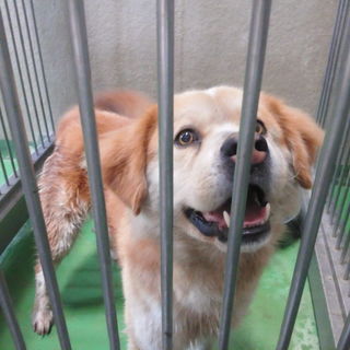 ★元の飼い主さん見つかりました★フワフワ迷子♂