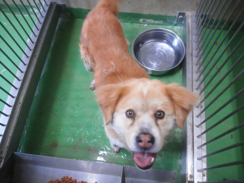 ★元の飼い主さん見つかりました★フワフワ迷子♂ サムネイル2