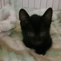 １ヶ月♪遊び好きの可愛い黒猫ちゃん