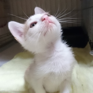 1ヶ月♪食いしん坊の元気な茶白くん