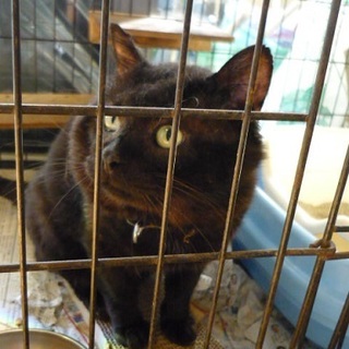 センターの黒ボスちゃん