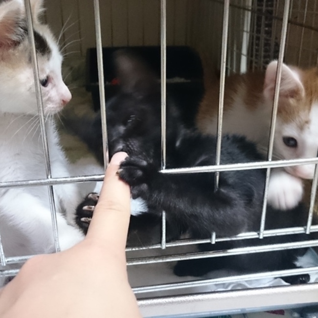 Losgatosのカバー写真