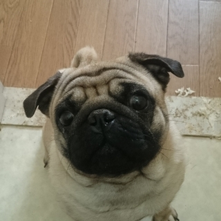 応募多数のため締め切らせて頂きます。