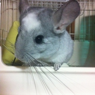 チンチラ 男の子