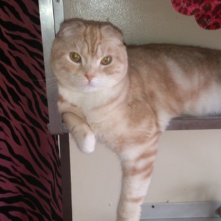 スコティッシュホールドの里親募集！