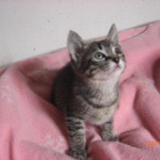 ２ヶ月のキジトラ君、オス