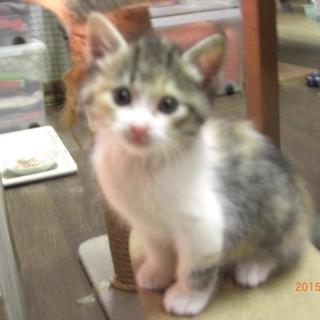 ミケ仔猫　1.5ヶ月くらい