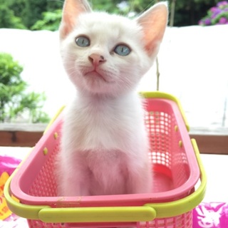 里親決定‼︎ありがとうございましたm(_ _)m