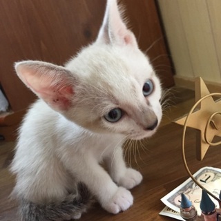 仔猫の里親募集中‼︎トイレのしつけできてます！