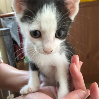 仔猫里親募集中‼︎トイレのしつけできてます！