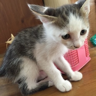 仔猫里親募集中‼︎トイレのしつけできてます！
