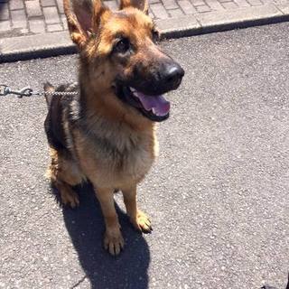 ※幸せになりました※若いシェパ♀☆甘えん坊