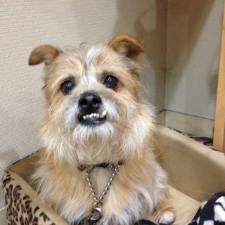 マーロウ 本当のおうちはどこ？