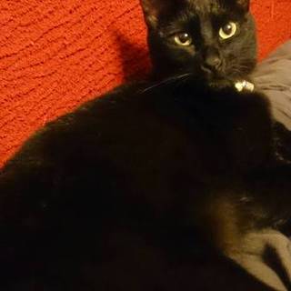 いつも一緒にいてくれる方募集