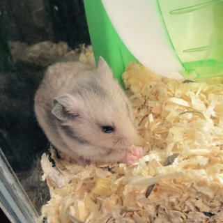 5/8生まれのゴールデンハムスターです