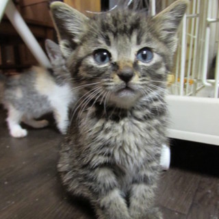 いろんな子にゃんこ達に会いに来てください。