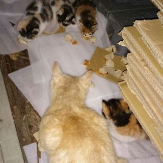 里親様決まりました。ありがとうございました！