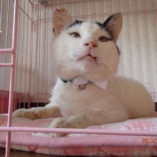 らぶりーなおっちゃん猫　トンくん