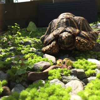 ホッシーの里親募集
