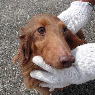 譲渡されました！！