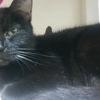 甘えん坊の黒猫の女の子