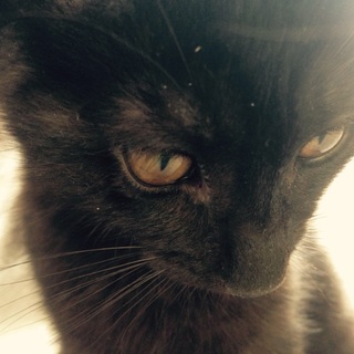 里親になってくれる方を探しています。