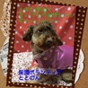 人懐っこいトイプードルの女の子を幸せにして下さい。 サムネイル3