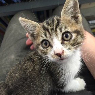 オスの仔猫です。