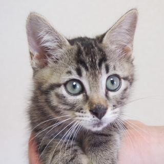 でら！ちまき！