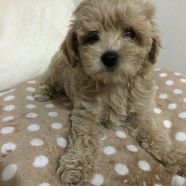 兄弟の女の子です。