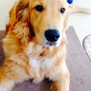 里親様決定致しました！！