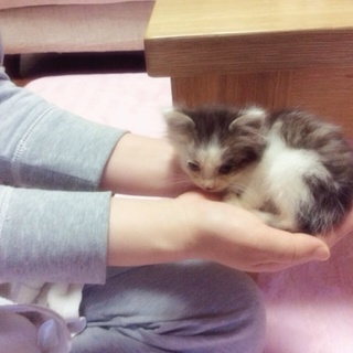 可愛い猫ちゃん保護しました！