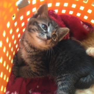 大きな目が可愛いキジ猫ナナちゃんの里親様募集！