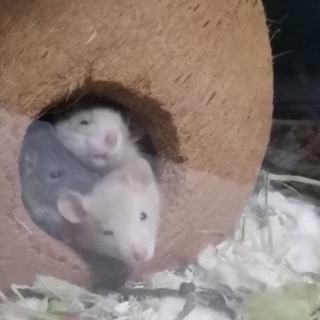 新しいお家が決まりました。