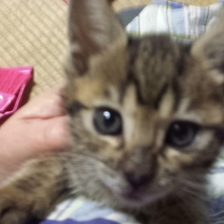 とても元気な２ヶ月の子です。