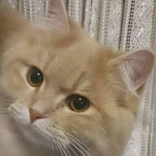 とってもチャーミングなおねだり猫です☆