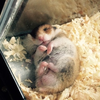 大事に育ててくれるパパとママ募集♡