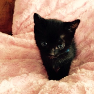黒猫のオス 元気です！