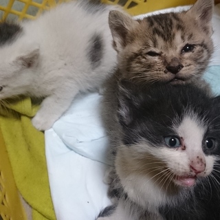 ぷくぷく子猫６兄弟